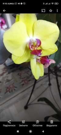Дітки орхідеї жовтої