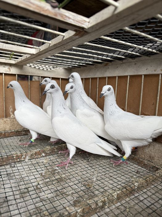 Gołębie Srebrniak Jasny