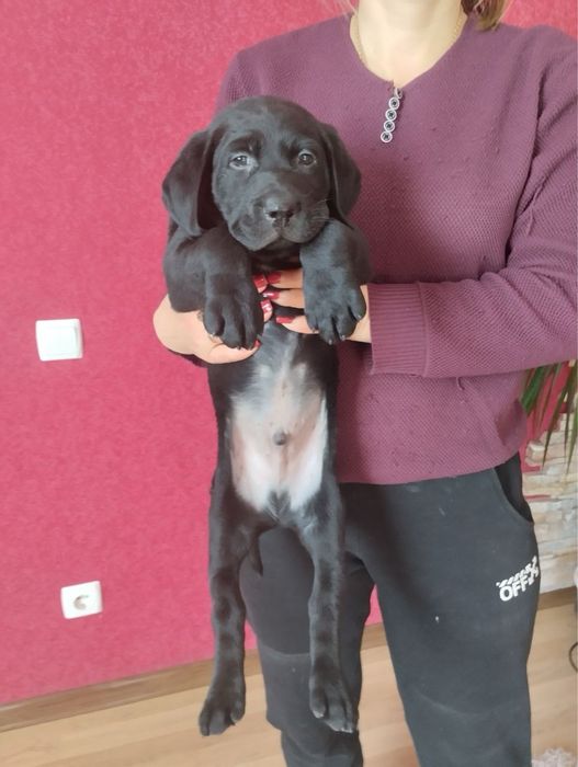 Продам цуценят Лабрадорів