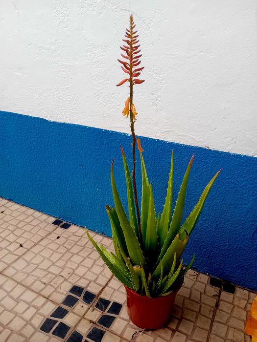 Aloe Vera Barbadensis