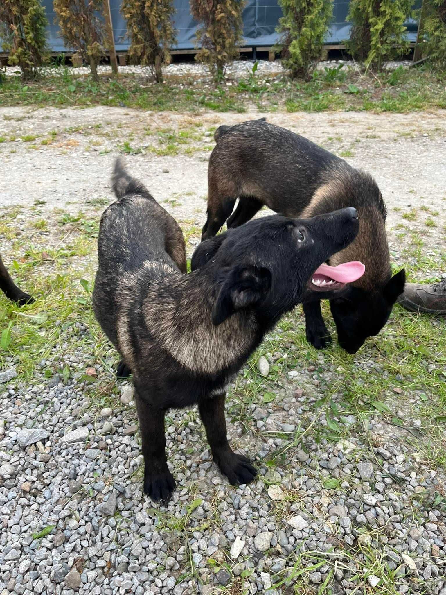Малинуа бельгийская овчарка щенки девочки! Привиты, чипированы