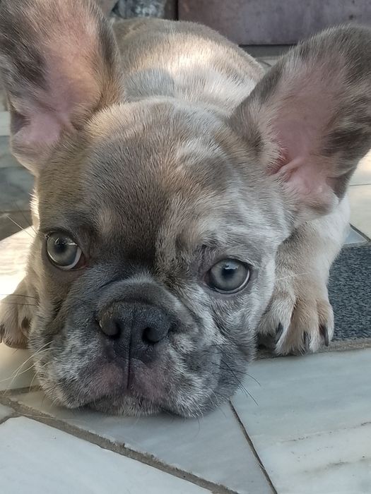 Цуценя французького бульдога