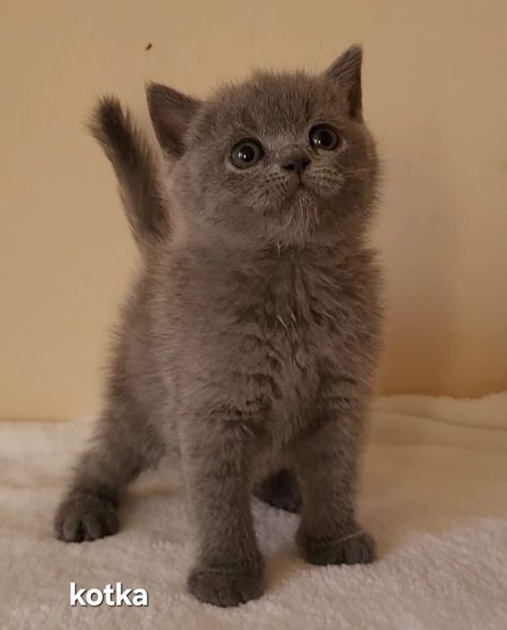 Kot brytyjski kociak