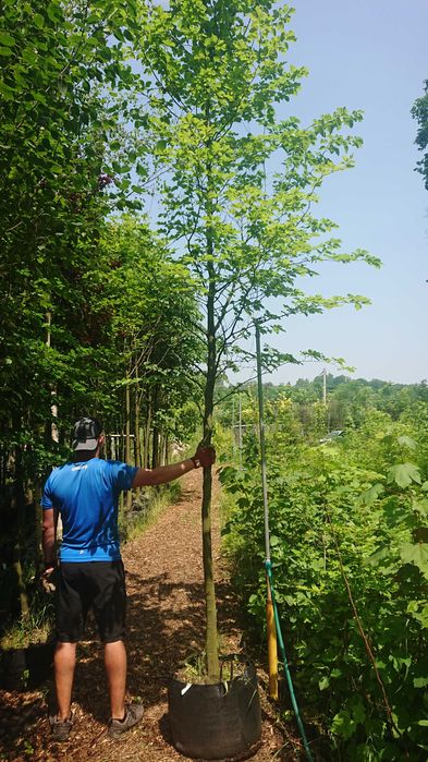 Buk pospolity Fagus Sylvatica , różne obwody , przekorzeniony w donicy