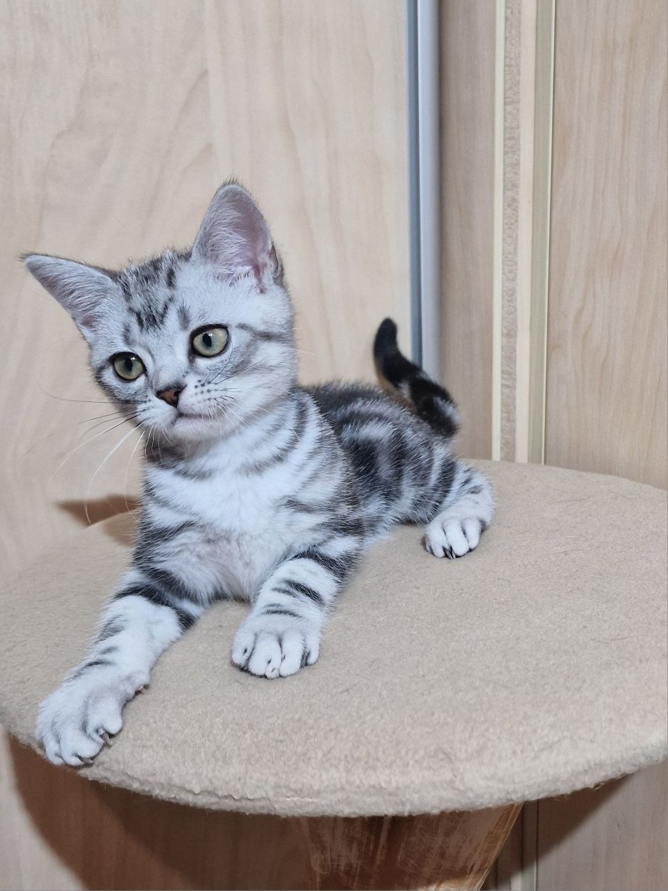 Американське короткошерсте кошеня