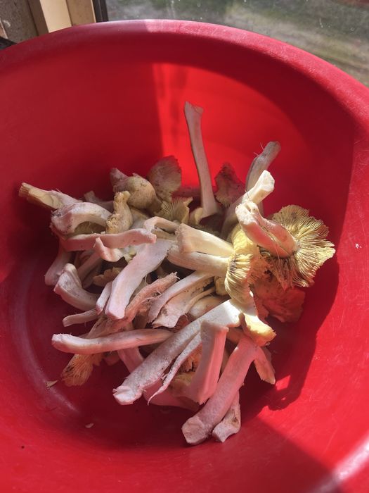 Vendo miscaros de areia