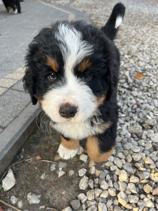 Berneński pies pasterski Bobi