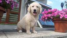 Golden Retriever Rasowy