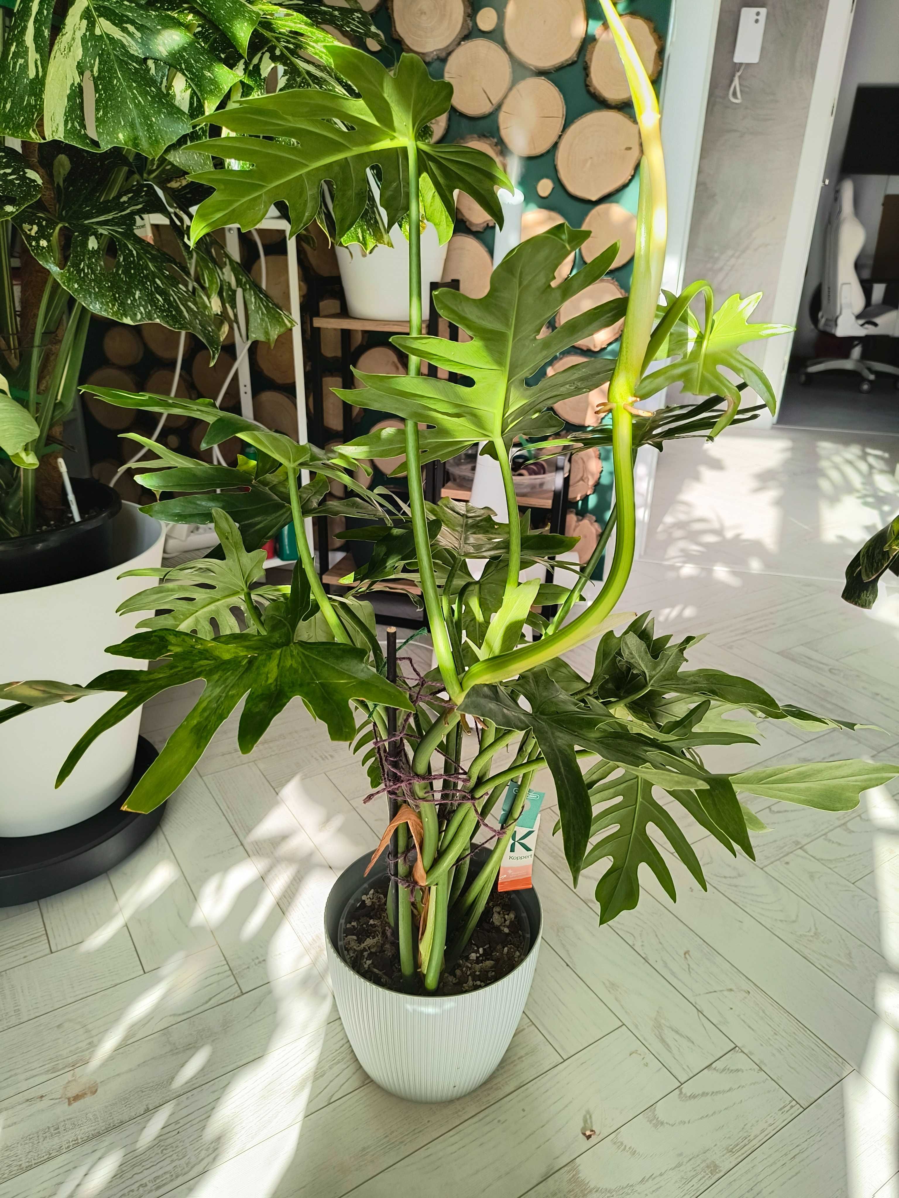 Philodendron Radiatum Variegata