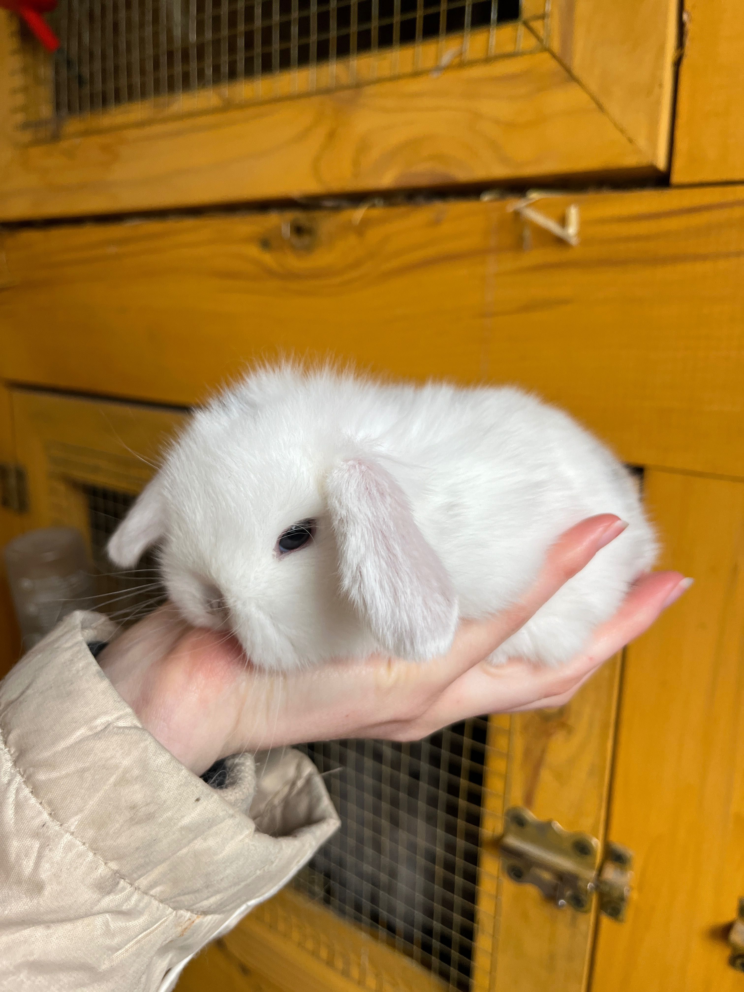 Karzełek Baranek / Mini Lop