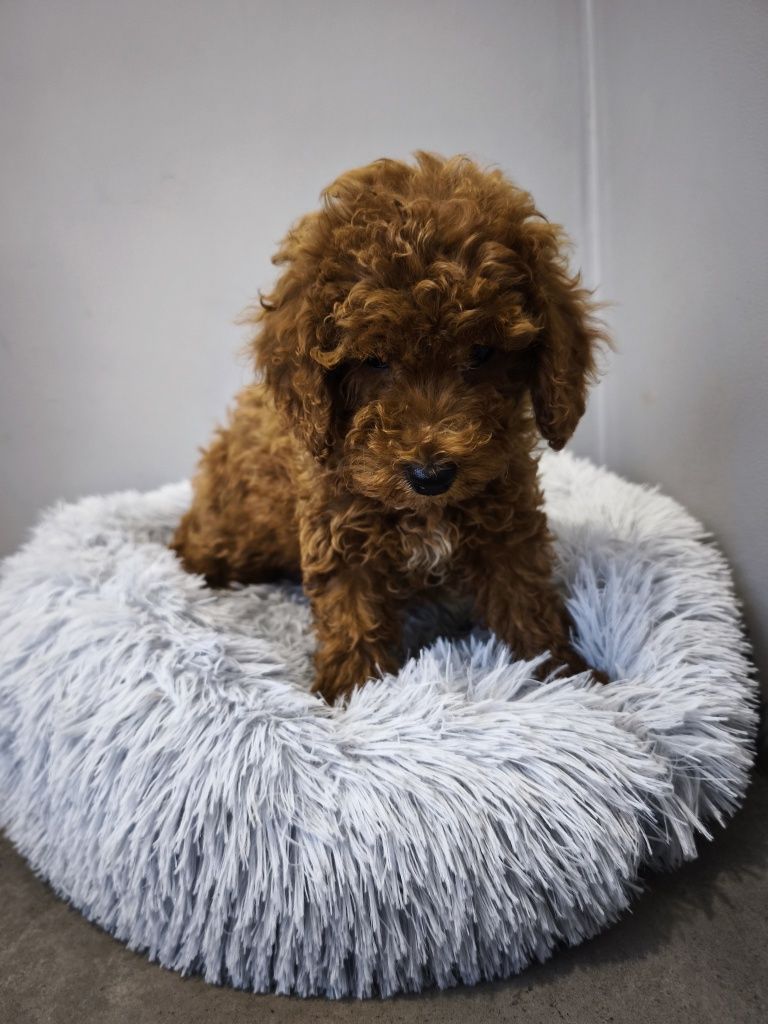 Maltipoo chłopiec