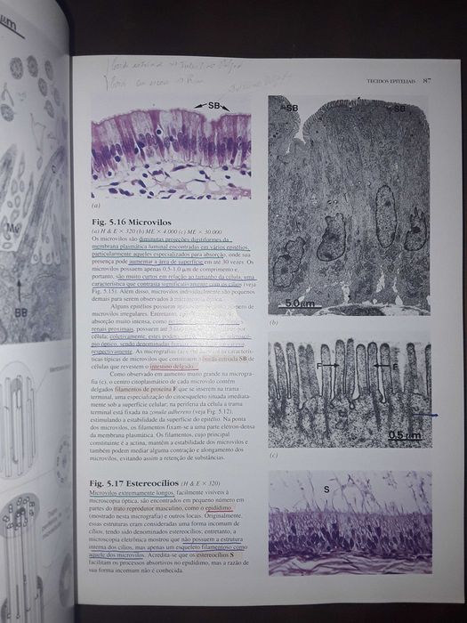 Wheater Histologia Funcional 3ª edição