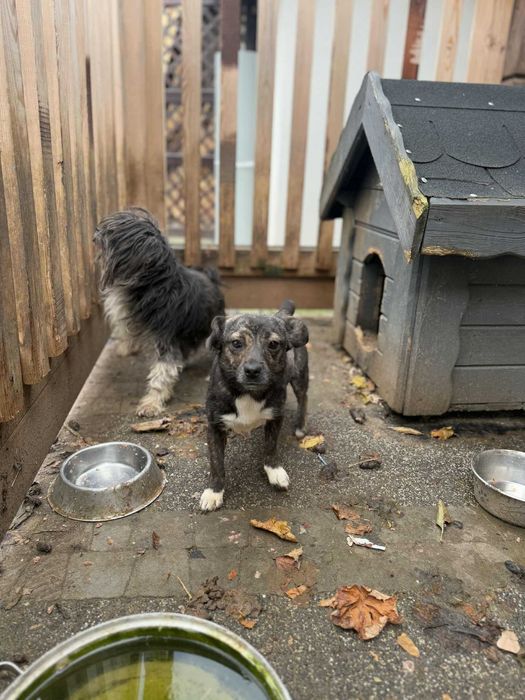Pilne!!Blagam wyrwijmy z bud mamę i córkę z rąk psychicznego  Tarnów