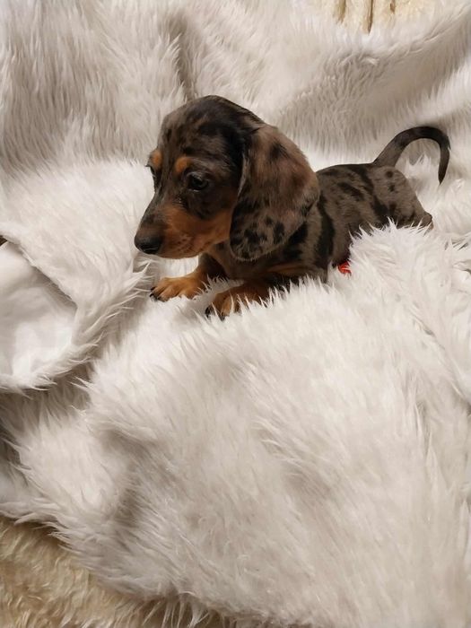 Jamnik suczka merle !