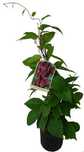 PLANTAS CHISANDRAS [FRUTOS DOS 5 SABORES]