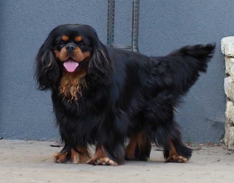 Cavalier King Charles Spaniel - ZKwP FCI - SUCZKA