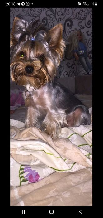 Щенята йорків ,йорчики