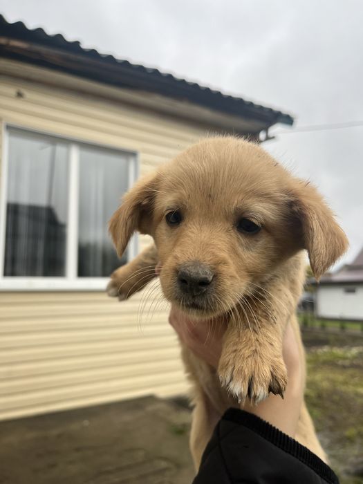Цуценята , хлопчик і дівчинка , віддам в хороші руки!!