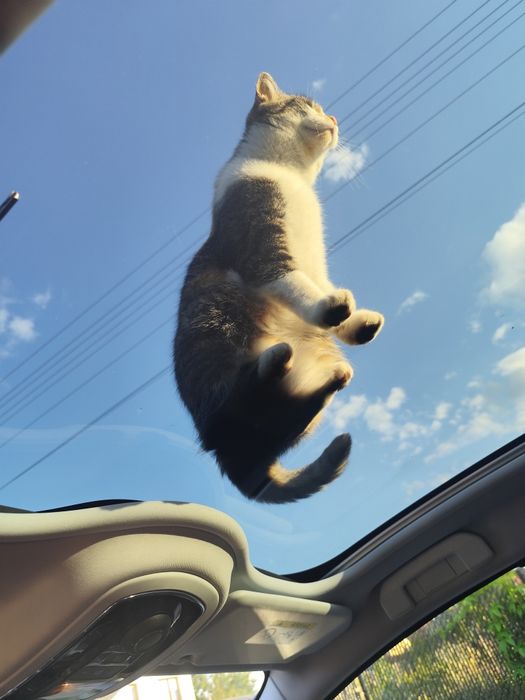 Zaginęła KOTKA -Olsztyn