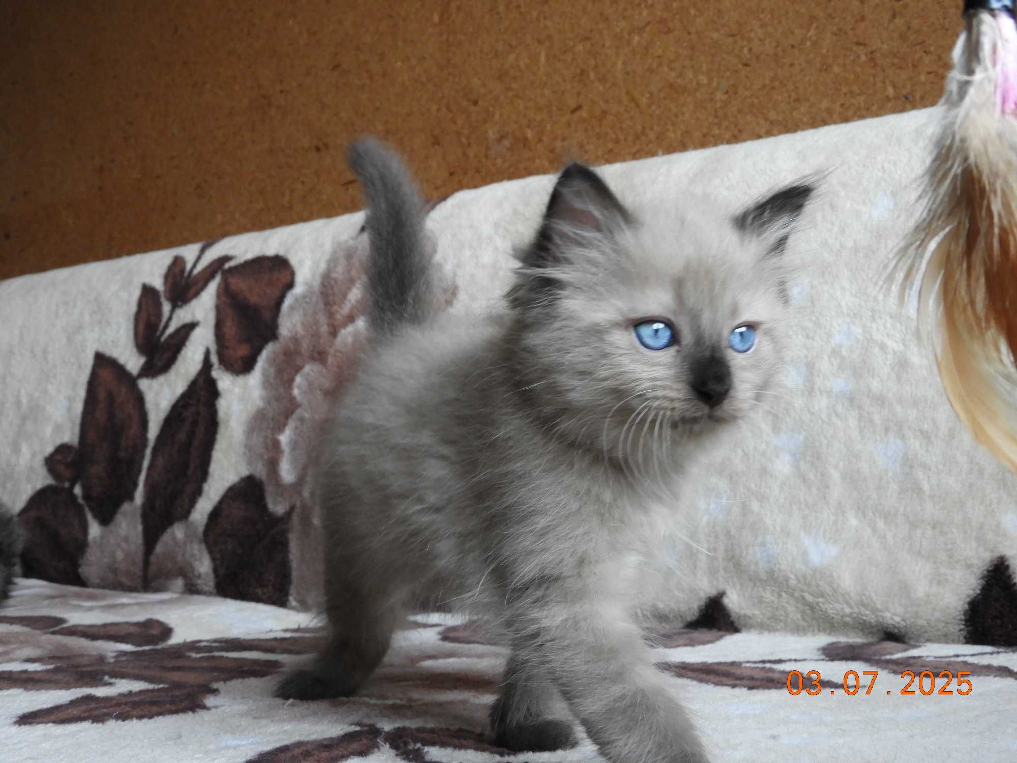 Ragdoll kocurek Mink czekolada rodowód międzynarodowy TICA.