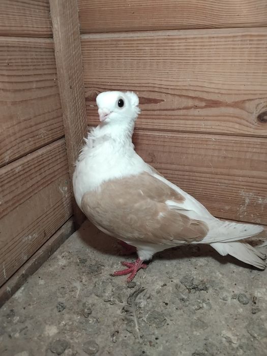 Gołębie ozdobne - mewka