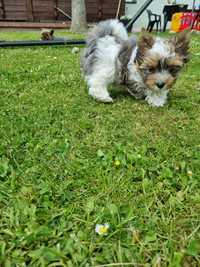 Suczka Yorkshire Terrier  Blueberry