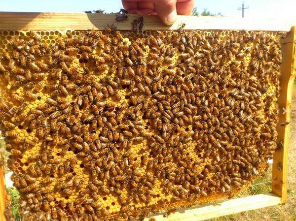 Пчелопакеты бакфаст (бджолопакети)