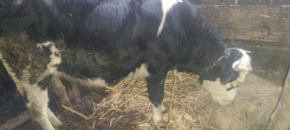 Продам теличку чоронорябу