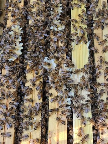 Rodziny odkłady pszczele