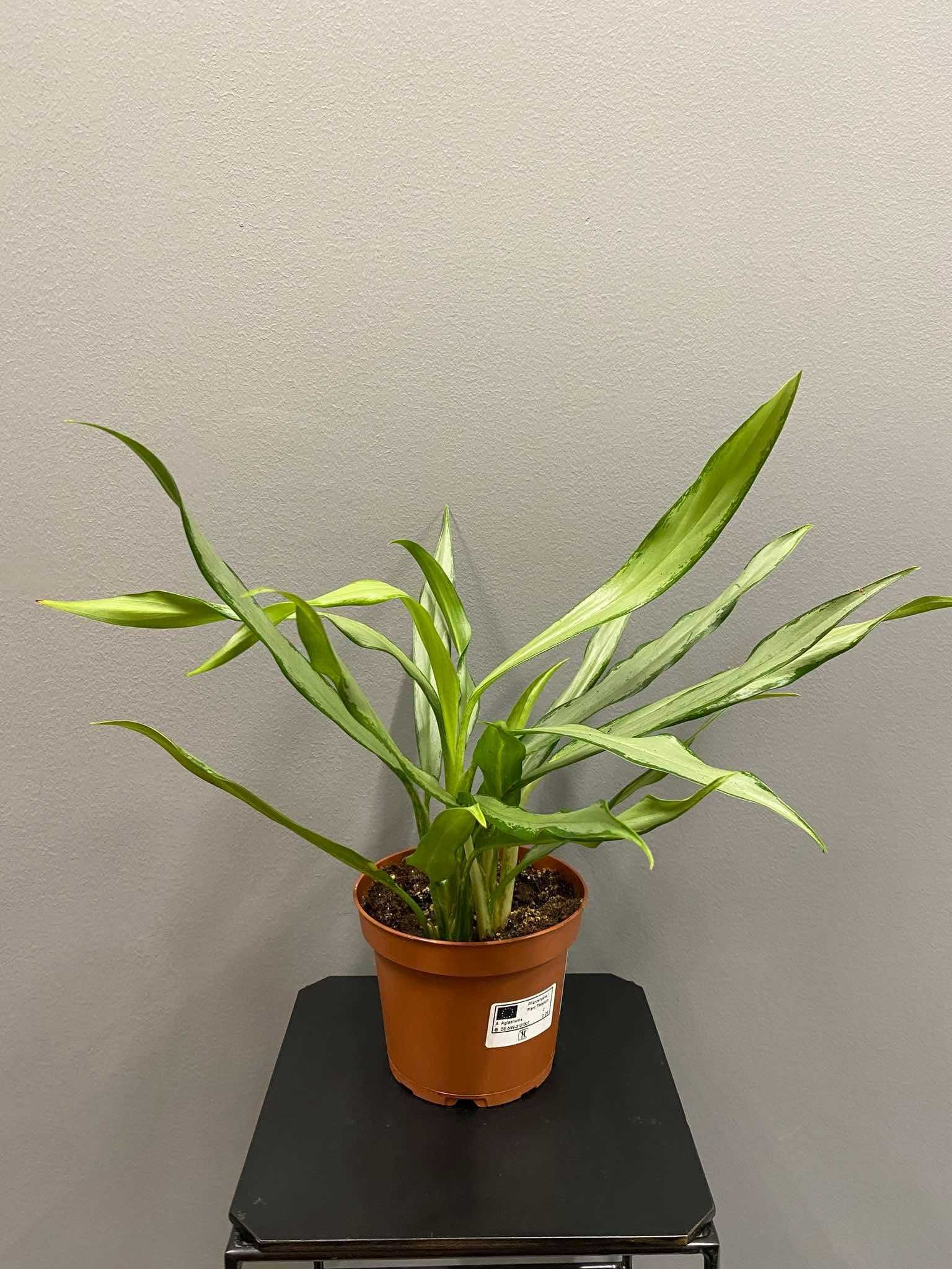 Aglaonema White Lance