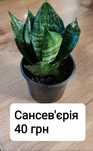 Сансев’єрія Тещин язик Щучий хвіст