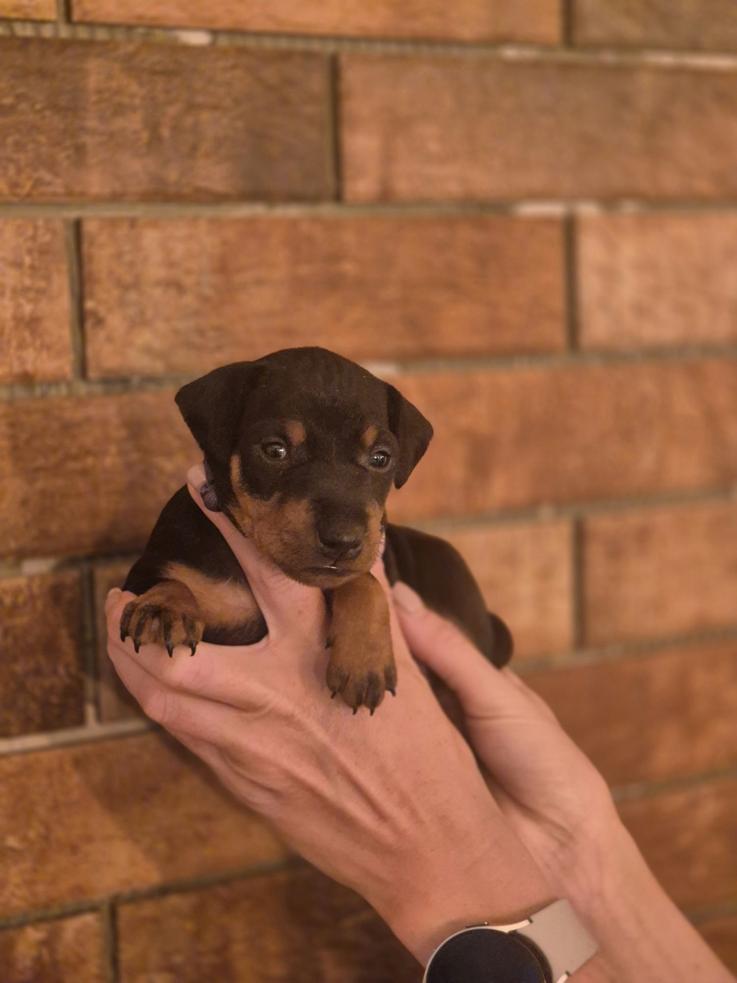 Manchester Terrier  ZKwP/FCI - samiec