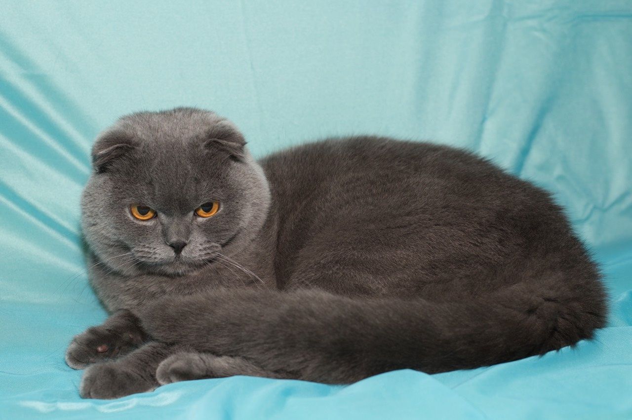 Вязка шотландский скоттиш фолд