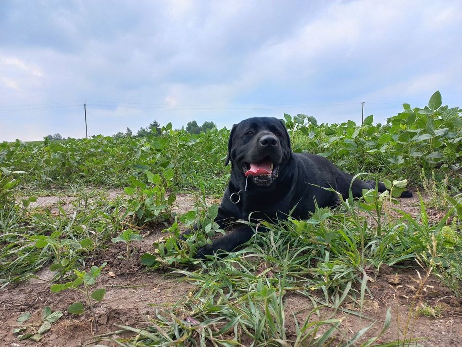 Красунчик Лабрадор В'язка.
