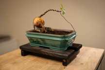 Drewniana podstawka Bonsai