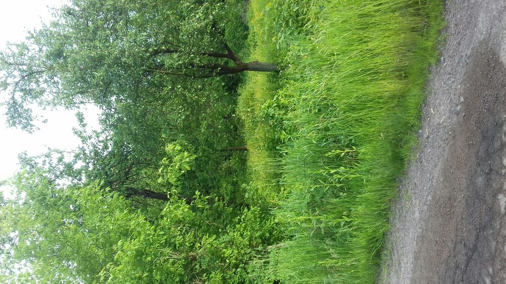 Продам земельний участок 10 сот