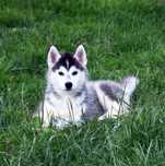 Siberian Husky, urocza i wesoła suczka, ZKwP / FCI