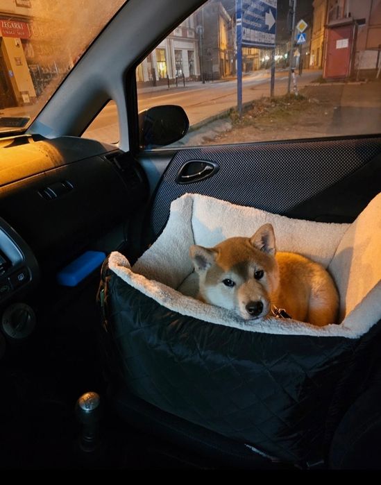 Legowisko transporter fotelik samochodowy dla małego psa