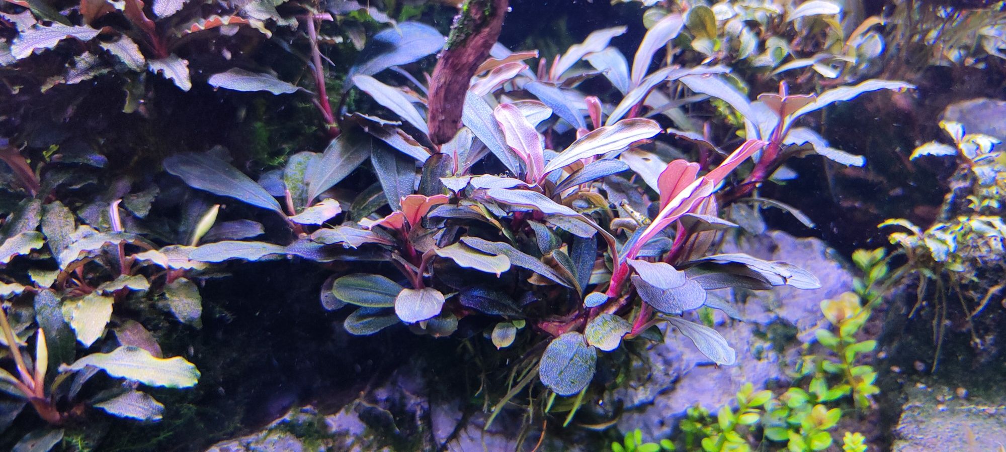 Bucephalandra różne odmiany