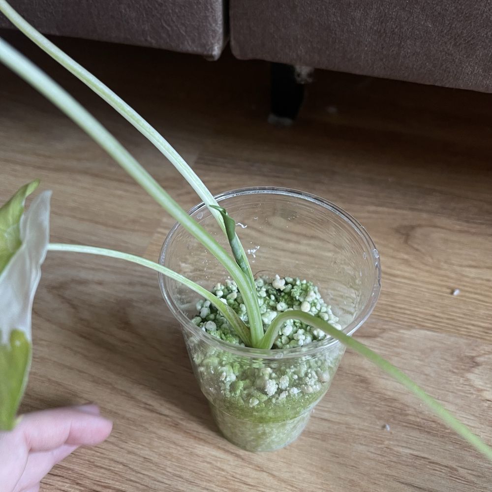 Alokazja macrorrhiza variegata