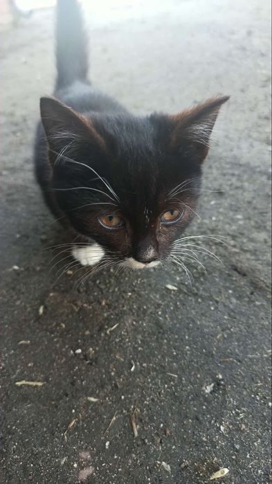 Oddam kotka 3 miesiące