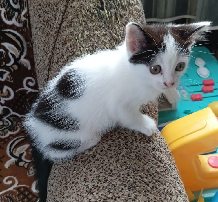 Кошенята ігріві.