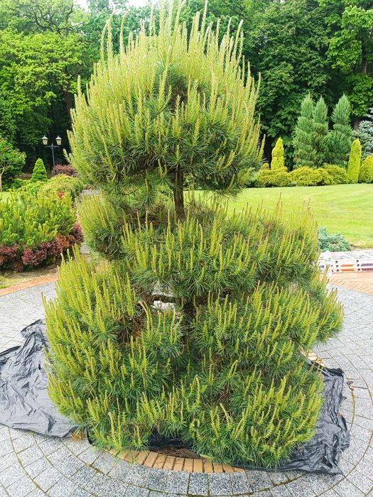 Бонсай, нівакі, топіар, стрижка, догляд