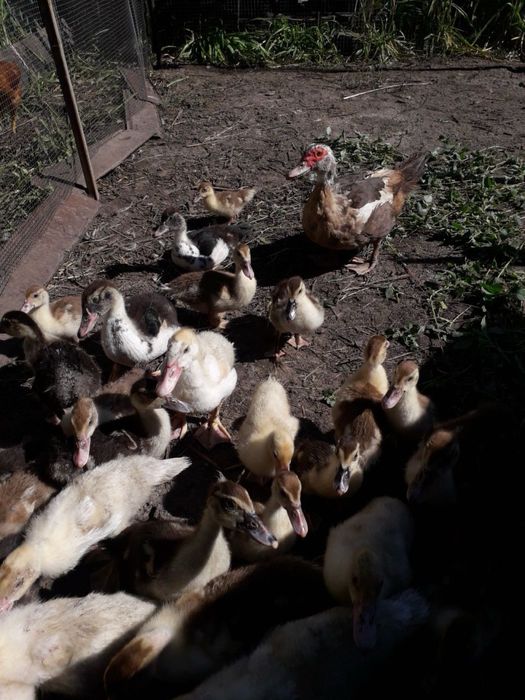 Качка з качатами шипун шипуни