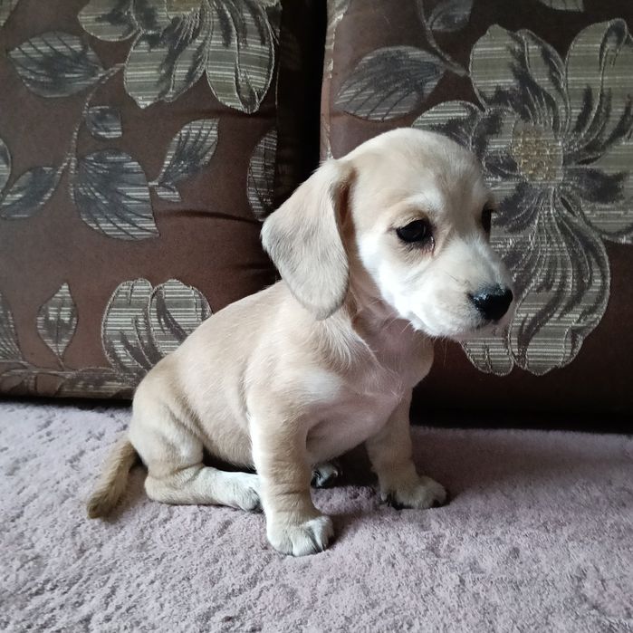 Jamnik miniaturowy krótkowłosy kremowy suczka