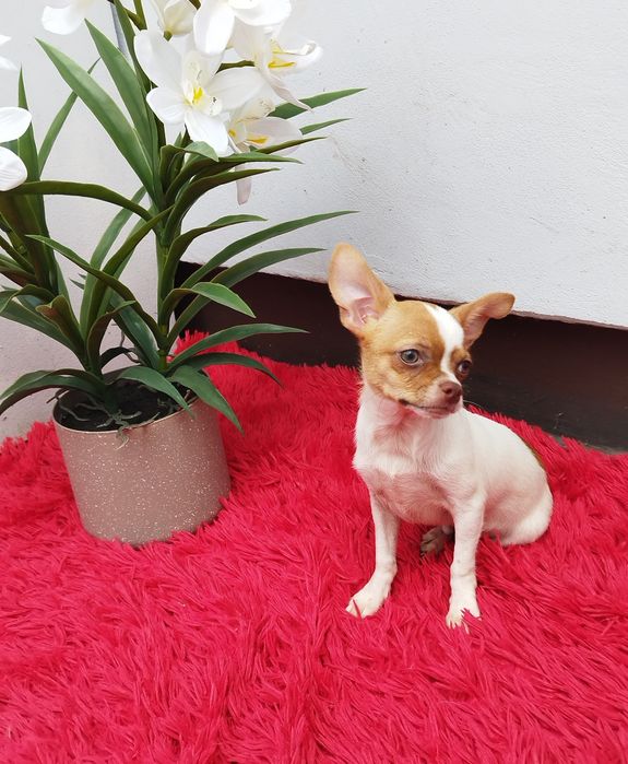 Chihuahua miniaturowy piesek