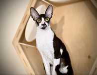 Cornish Rex- Koteczka Jaynes