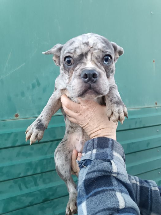 Мега круті Французи, мега різних кольорах,мега розумні!