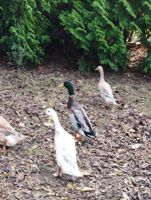 Biegusy indyjskie - pięknie wybarwione !