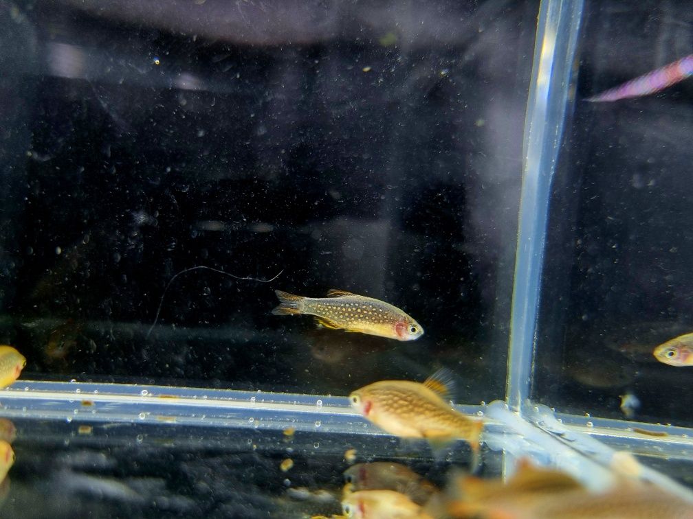 Rozbora Galaxy Danio perłowe ryby do nano akwarii lub krewetkarium